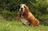 BASSET HOUND 097